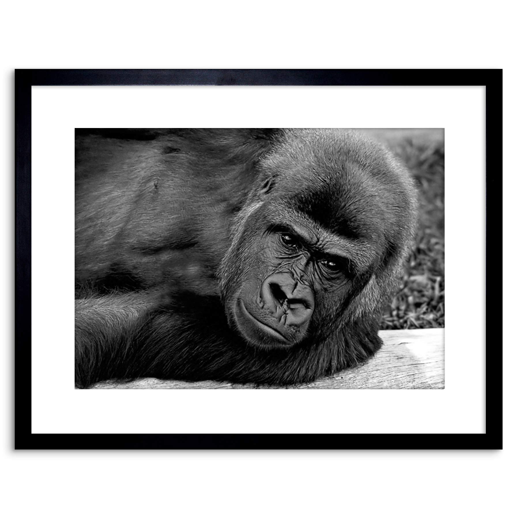 Wee Blue Coo 9x7 '' GORILLA APE BLACK WHITE FRAMED ART PRINT PICTURE MOUNT PHOTO F97X372