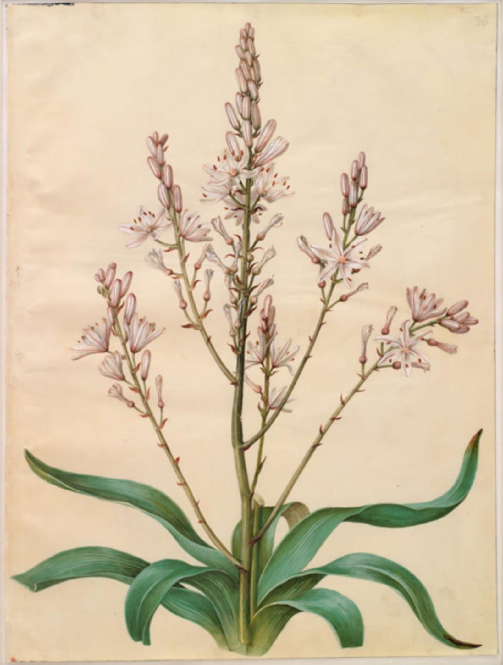 Lienzo Asphodelus Ramosus Hans Simon Holtzbecker decoración de salón 5