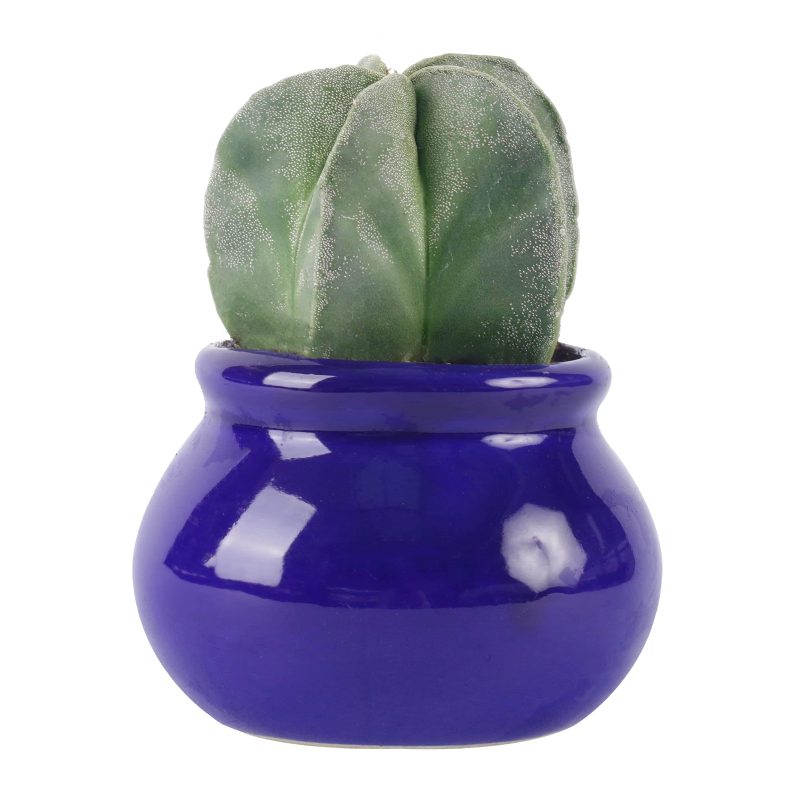 PI AGRO FARMS Star Cactus Succulent Plant With Blue Ceramic Pot, For Home And Office Decoration Pack Of 1