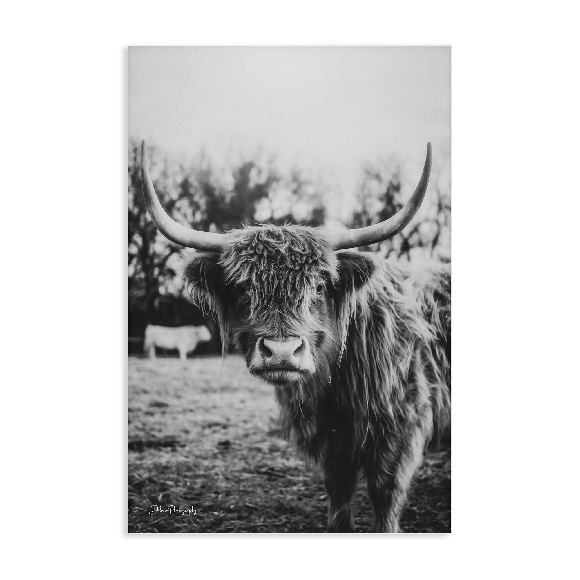 Stupell Industries 'Peering Highland Cattle', Canvas Art, 24 x 36 Inches, Easy to Hang and Sturdy, Made in USA, by Dakota Diener