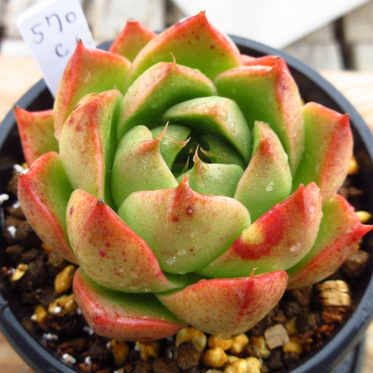 多肉植物 カラフルハイビスカス 最も安い 韓国苗 ᘉᘍᘺᘠ 多肉植物