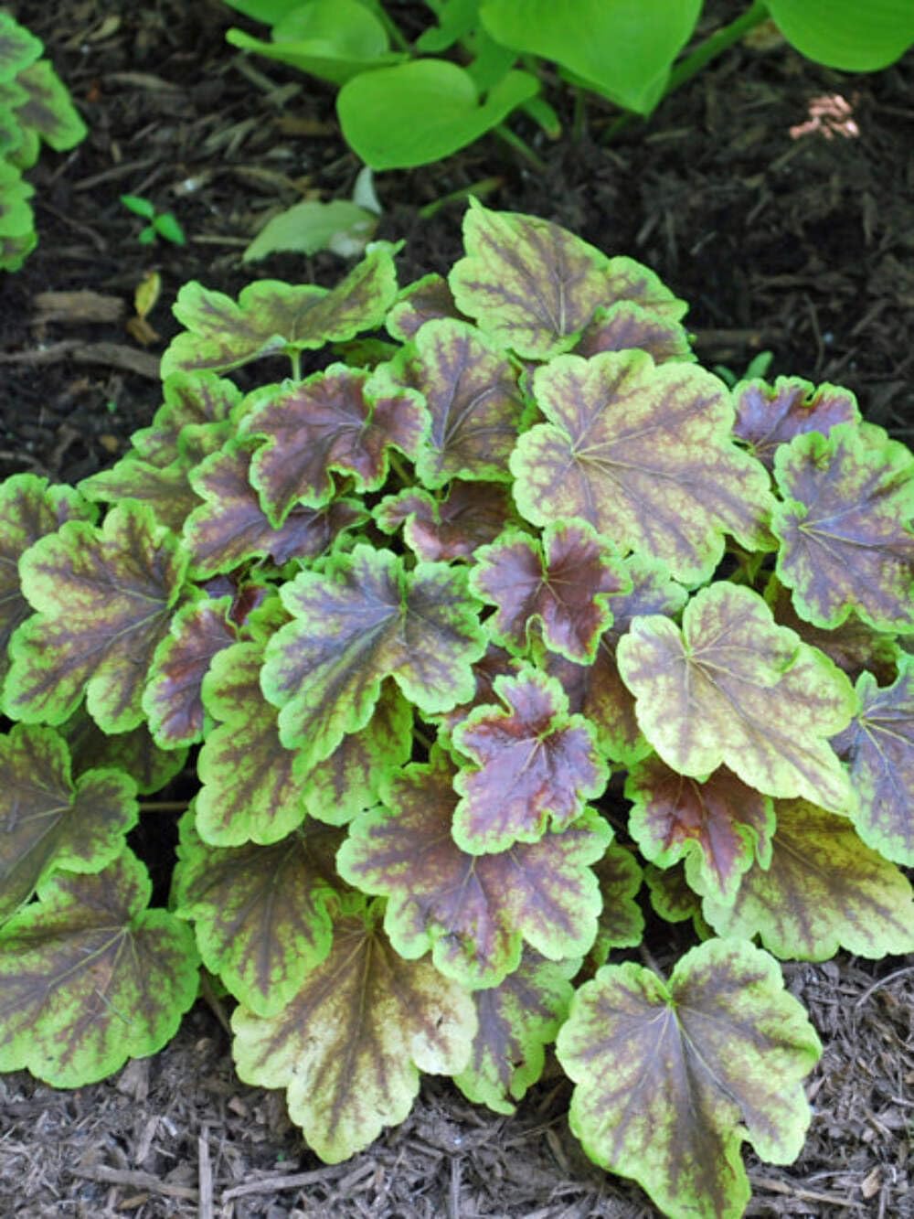 Heucherella Solar Eclipse