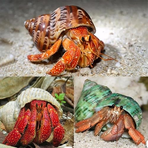 Miniatura 4 de 5 conchas grandes de cangrejo ermitaño  Conchas naturales de concha de mar tamaño 2.8 a 4 pulgadas, tamaño de apertura de 1.2 a 2.3 pulgadas