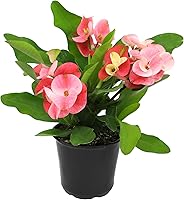PlantsforPets Crown of Thorns Euphorbia Live Plant - Pink Bracts Succulent Shrub, Drought-Tolerant Indoor Outdoor Houseplant in 4" Pot