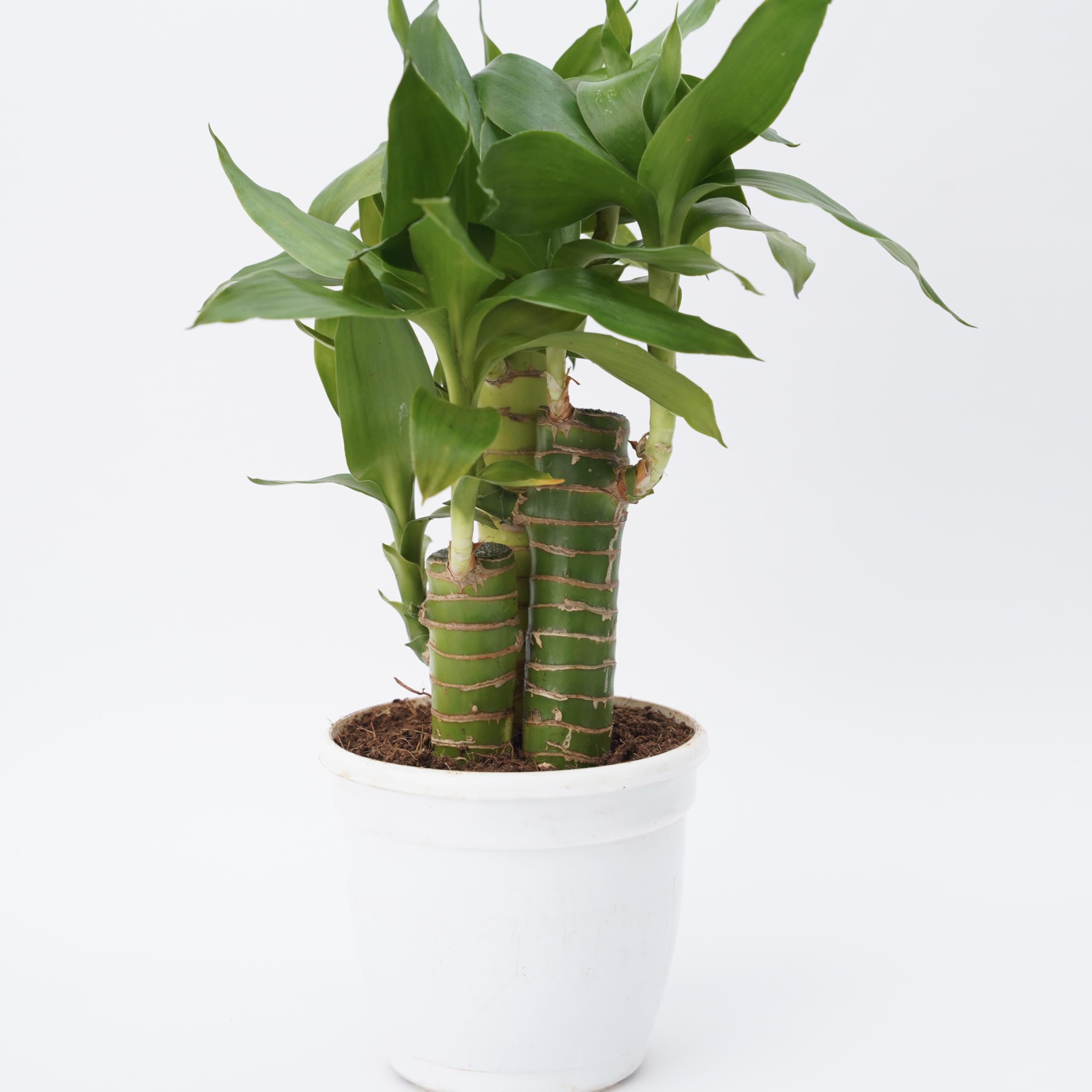Treevayu Lotus lucky bamboo| Feng shui Live plant
