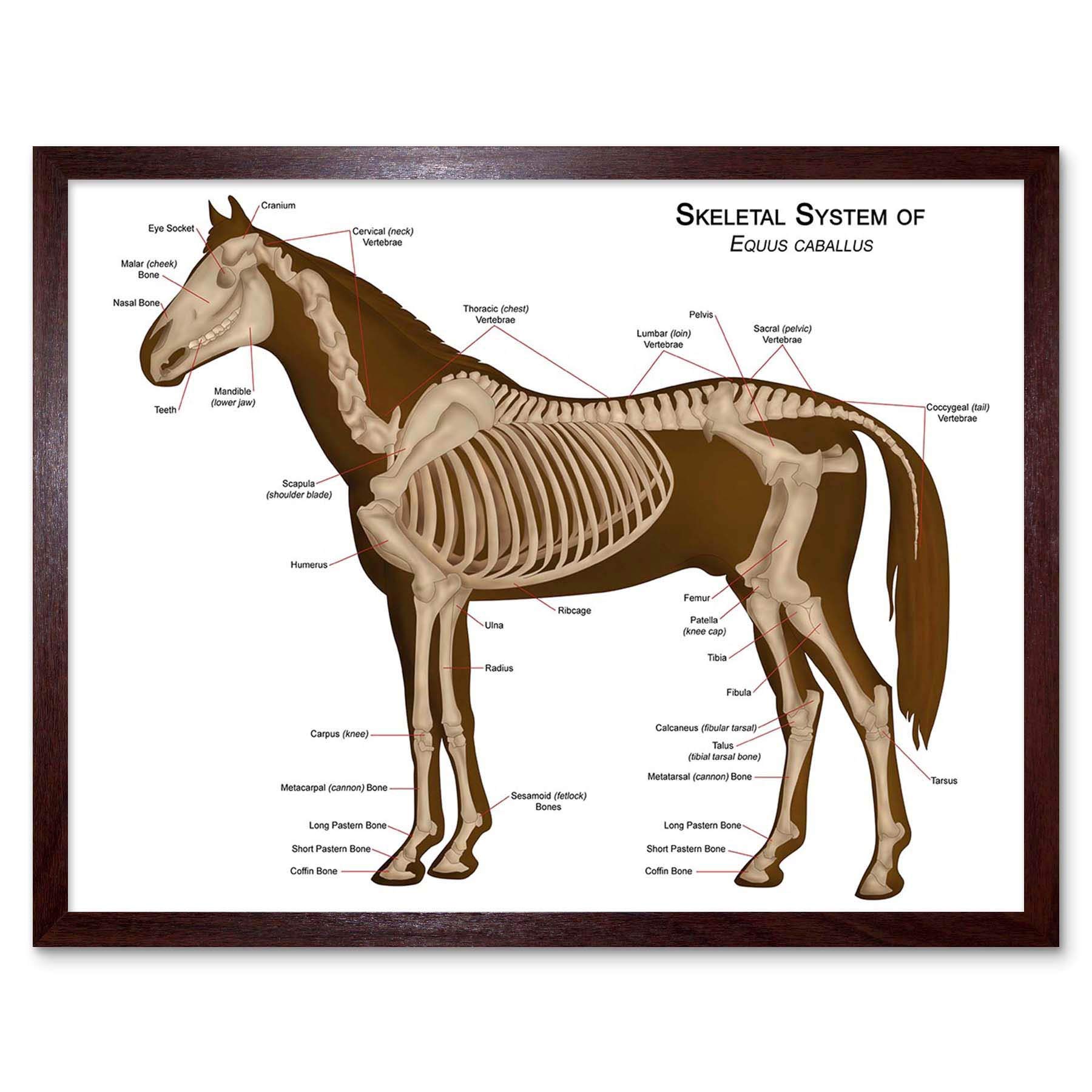Wee Blue Coo Animals Skeleton Bones Horse Anatomy Art Print Framed Poster Wall Decor 12X16 Inch