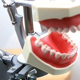 Dentalmall Typodont Dentoform Teeth Model 28 Pcs Removable Teeth Practical Mount Pole Applying to NISSIN Kilgore 200 Manikin Dental Schools Education Training