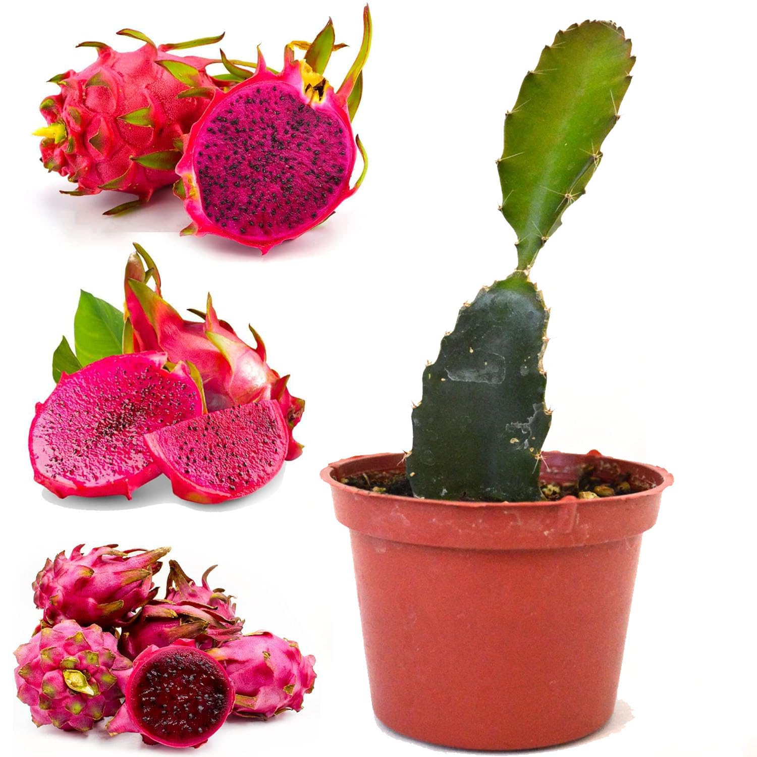 Dragon Fruit Hybrid Live Plant African Dragon - Pink Skin & Pink Flesh (B0CQVYXJQJ) Amazon Price History, Amazon Price Tracker