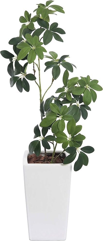 Amazon 人工観葉植物 アセビツリー 100cm 鉢植 白鉢セット Ct触媒加工済 人工観葉植物 オンライン通販 Amazon 人工観葉植物 アセビツリー 100cm 鉢植 白鉢セット Ct触媒加工済 人工観葉植物 オンライン通販