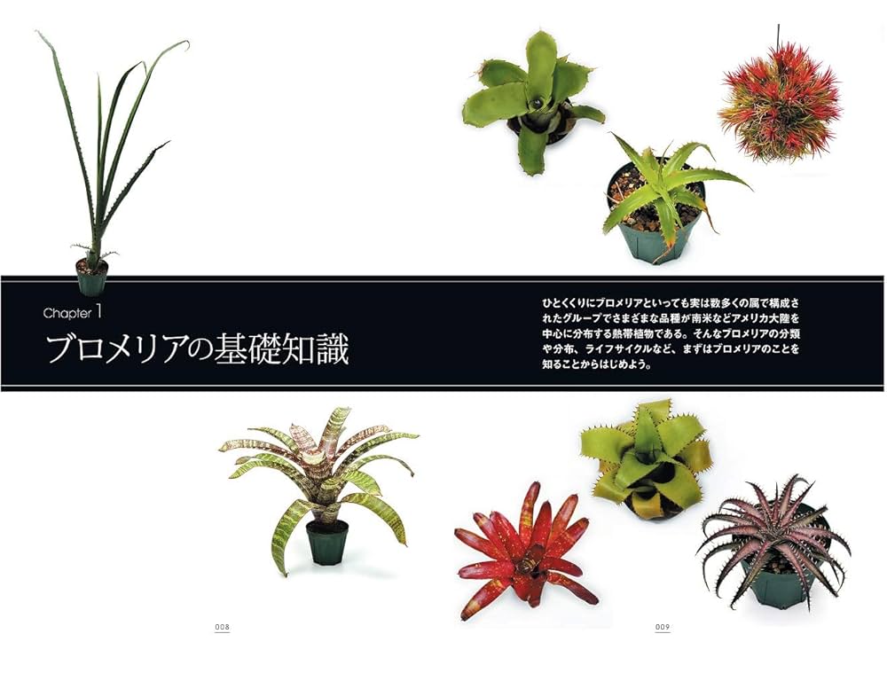 セール！ 洋書『ベネズエラの山岳植物、アンデスとテプイ、ブロメリア