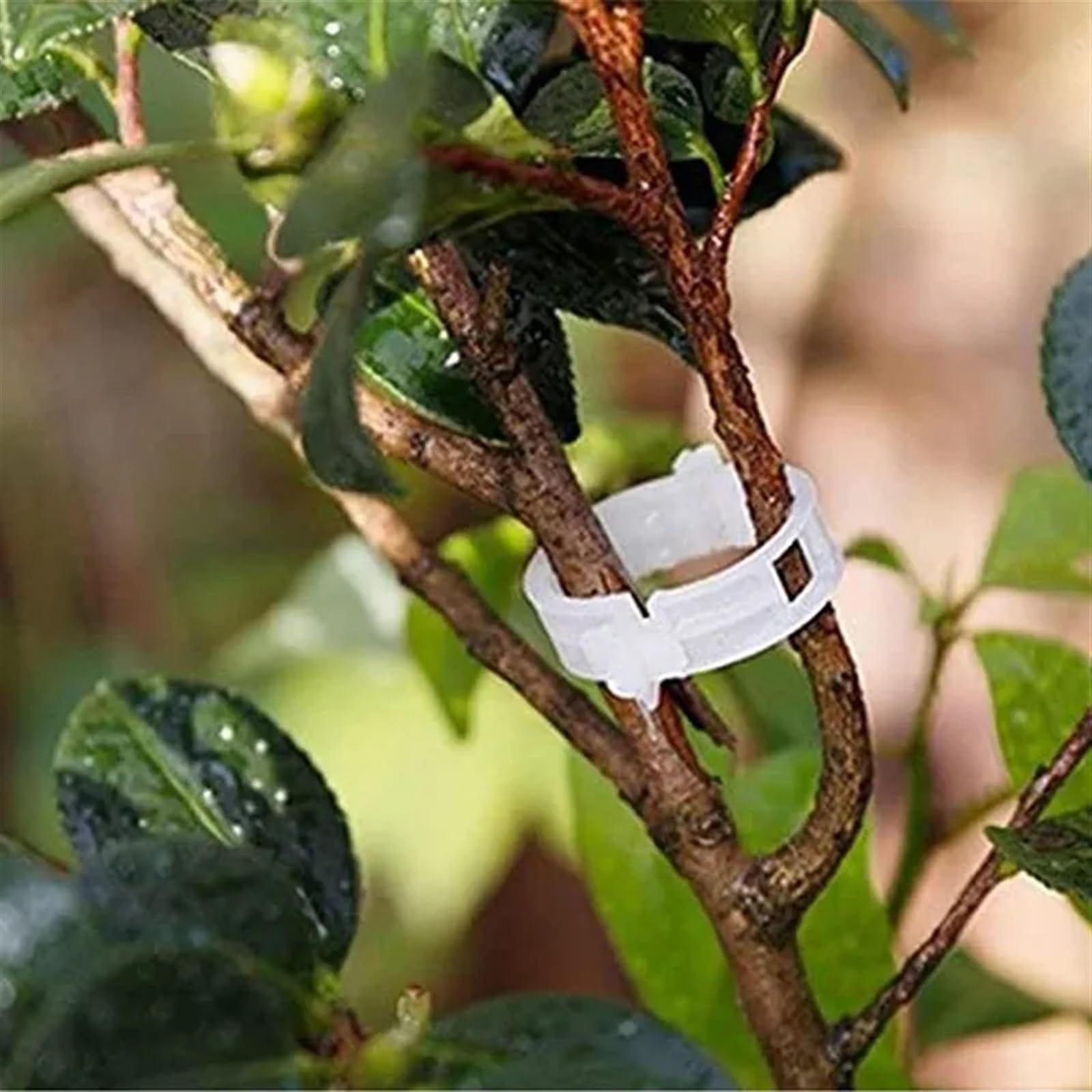 Mollette di sostegno per rampicanti da giardino, Clip di supporto for piante di vite in plastica riutilizzabili for orto 50/100/200 pezzi(100pcs)