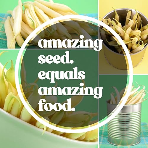 Miniatura 5 de Cherokee Black Wax Bush - Semillas de jardín de frijoles de arbusto, 1 libra  1,120 semillas, sin OMG, semillas de jardinería de vegetales