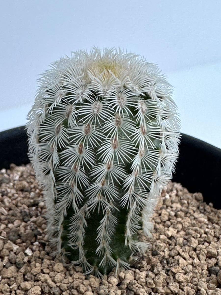 紫太陽　巨大な株 Amazon.co.jp: エキノセレウス 胴太紫太陽 Echinocereus