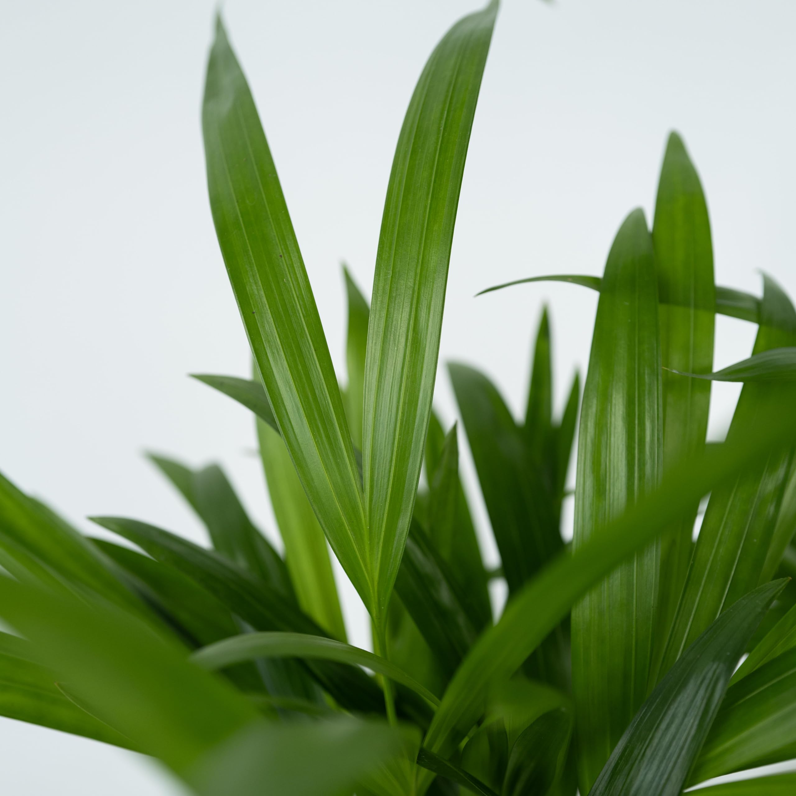 Plant in a Box - Palma Areca - Set di 2 - Dypsis lutescens - Altezza 100-120cm - Vaso 21cm - Pianta d’Oro Tropicale da Interno - Purifica l’Aria e Decora la Casa - Facile da Curare