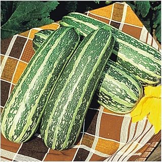 PREMIER SEEDS DIRECT - Marrow - Tiger Cross F1-12 Finest Seeds