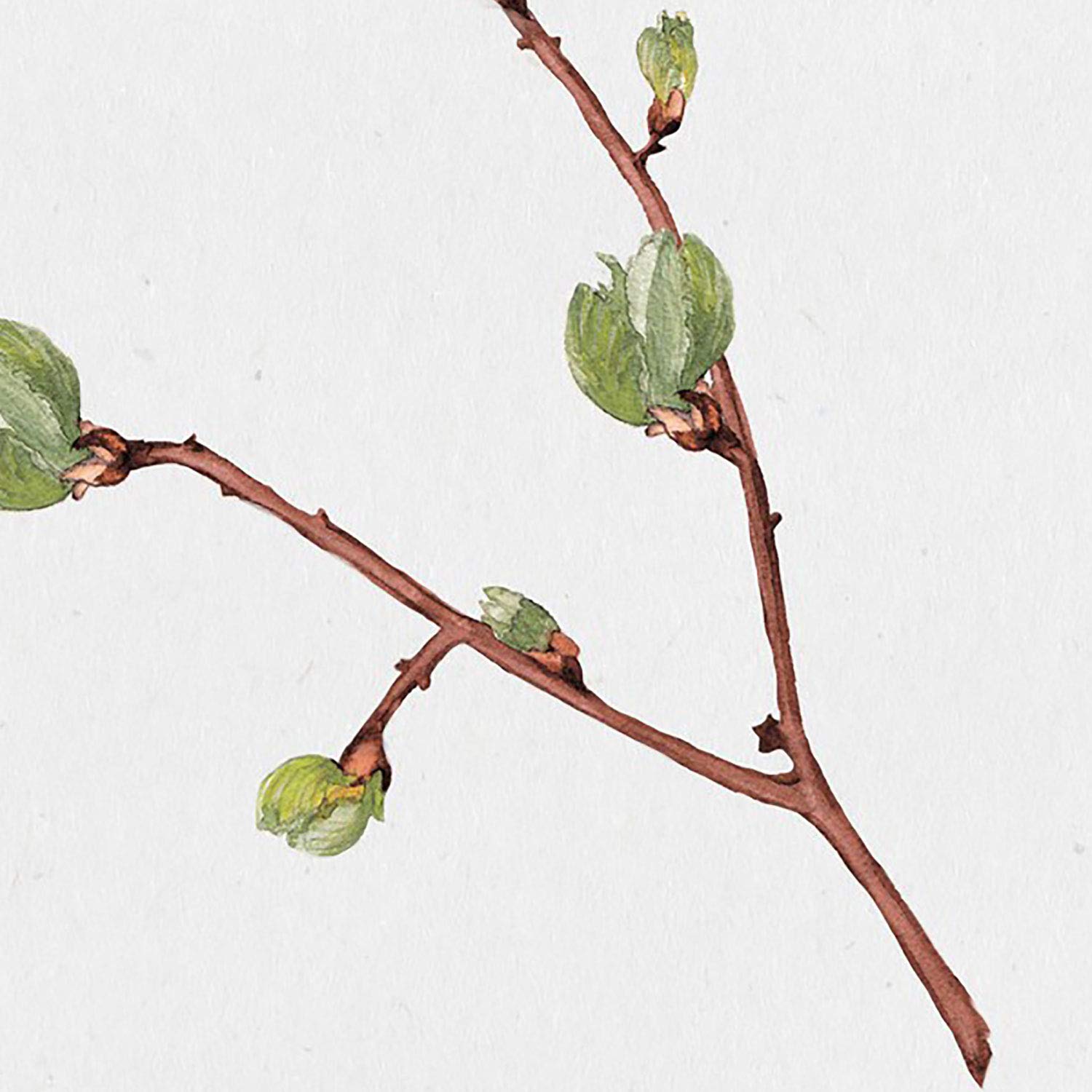 Poster Di Fiori E Piante. Lamina Con Stile Oleo, Con Immagini Di Vegetazione Floreale E Piante Cornice Nere A3 88990449