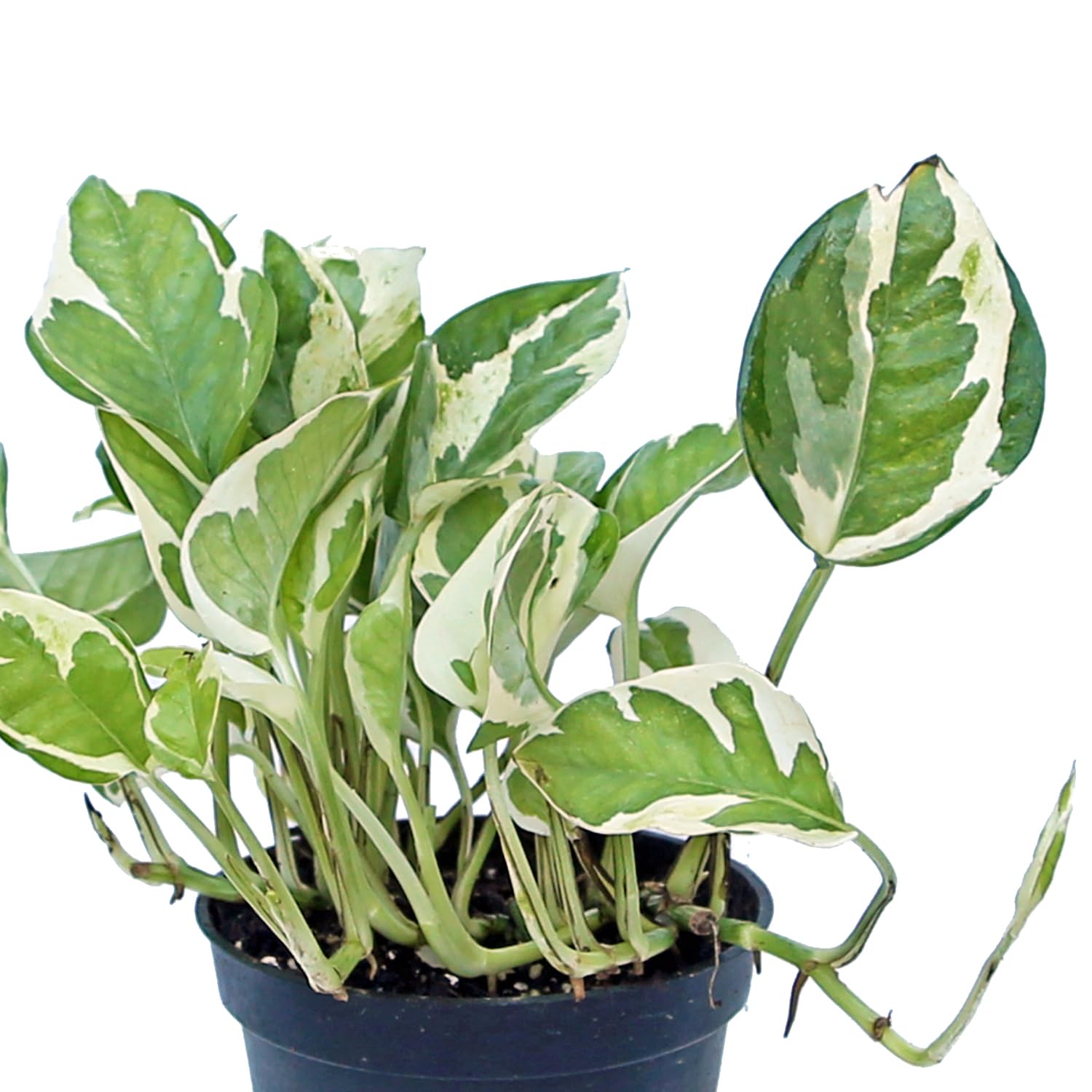 succulent plant store Sedum Sieboldii October Daphne Succulent