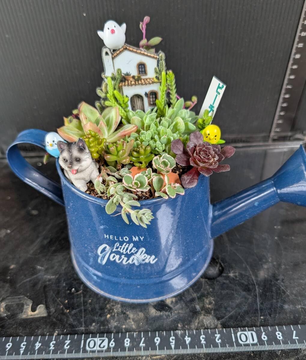 080101多肉植物の寄せ植えジョーロ