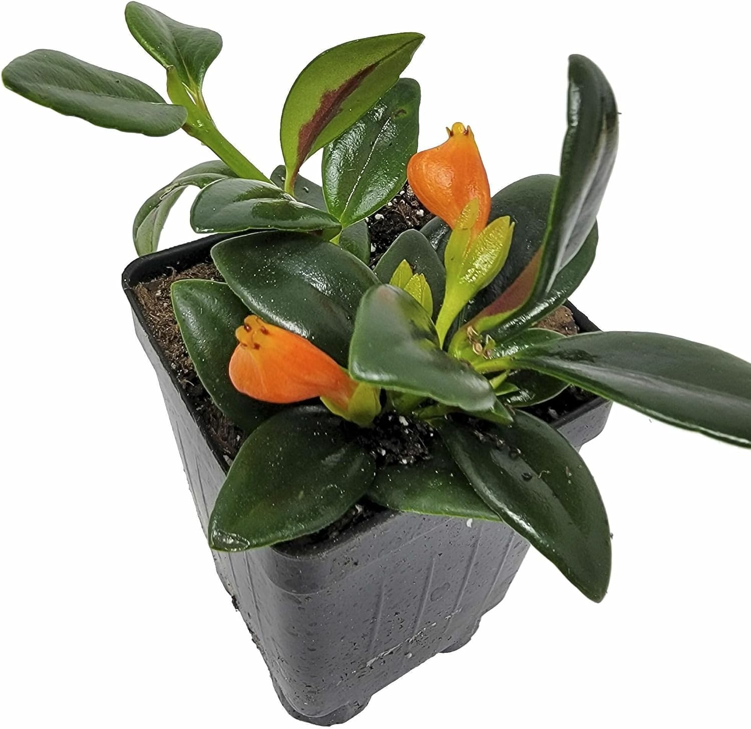 Nematanthus ‘Shady Lady Marlene’, Nematanthus ‘Shady Ladies Marlene’, Goldfish Plant, houseplant, Shiny and Vibrant Foliage, Container Size: 3" (2.6x3.5)