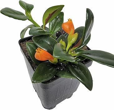 Nematanthus Shady Lady Marlene, Nematanthus Shady Ladies Marlene, Goldfish Plant, houseplant, Shiny and Vibrant Foliage, Cnt Sz 3"