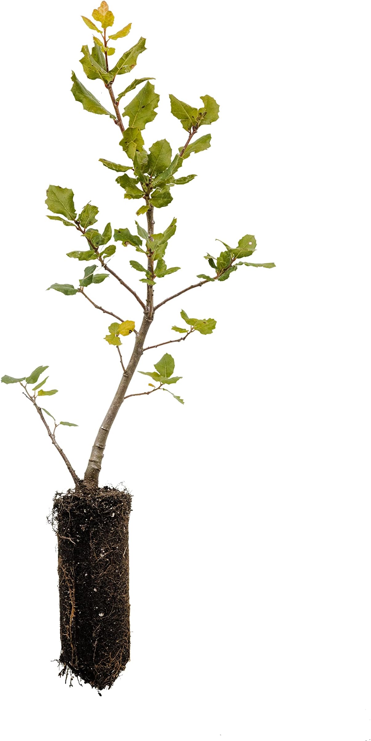 Coast Live Oak | Medium Tree Seedling | The Jonsteen Company