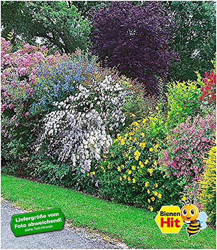 BALDUR Garten Sommer-Hecken-Kollektio, 5 Pflanzen, Blütenhecke Blühhecke, Caryopteris, Hypericum, Deutzia Strawberry… – Bild 3