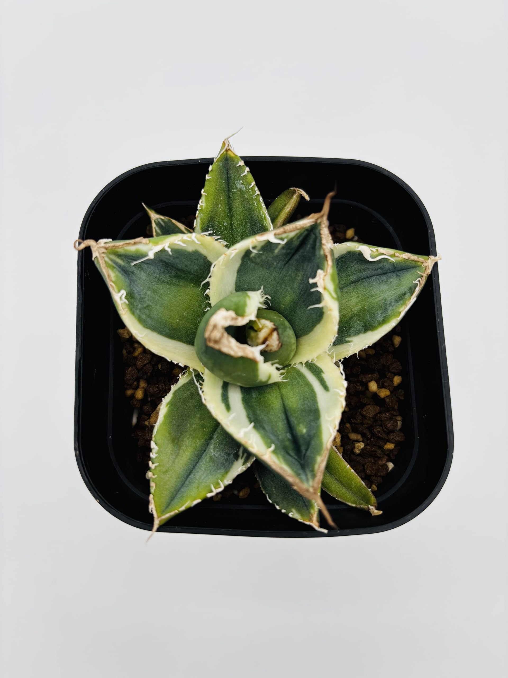 344＊コレクション株＊【1.4写真更新】アガベ チタノタ SAD Amazon｜アガベ チタノタ SAD/Agave titanota 'South Africa Diamond