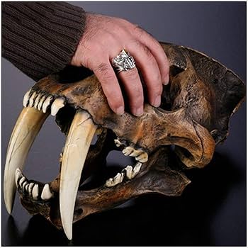 Amazon.co.jp: 動物樹脂像モデルサーベルタイガーの頭蓋骨