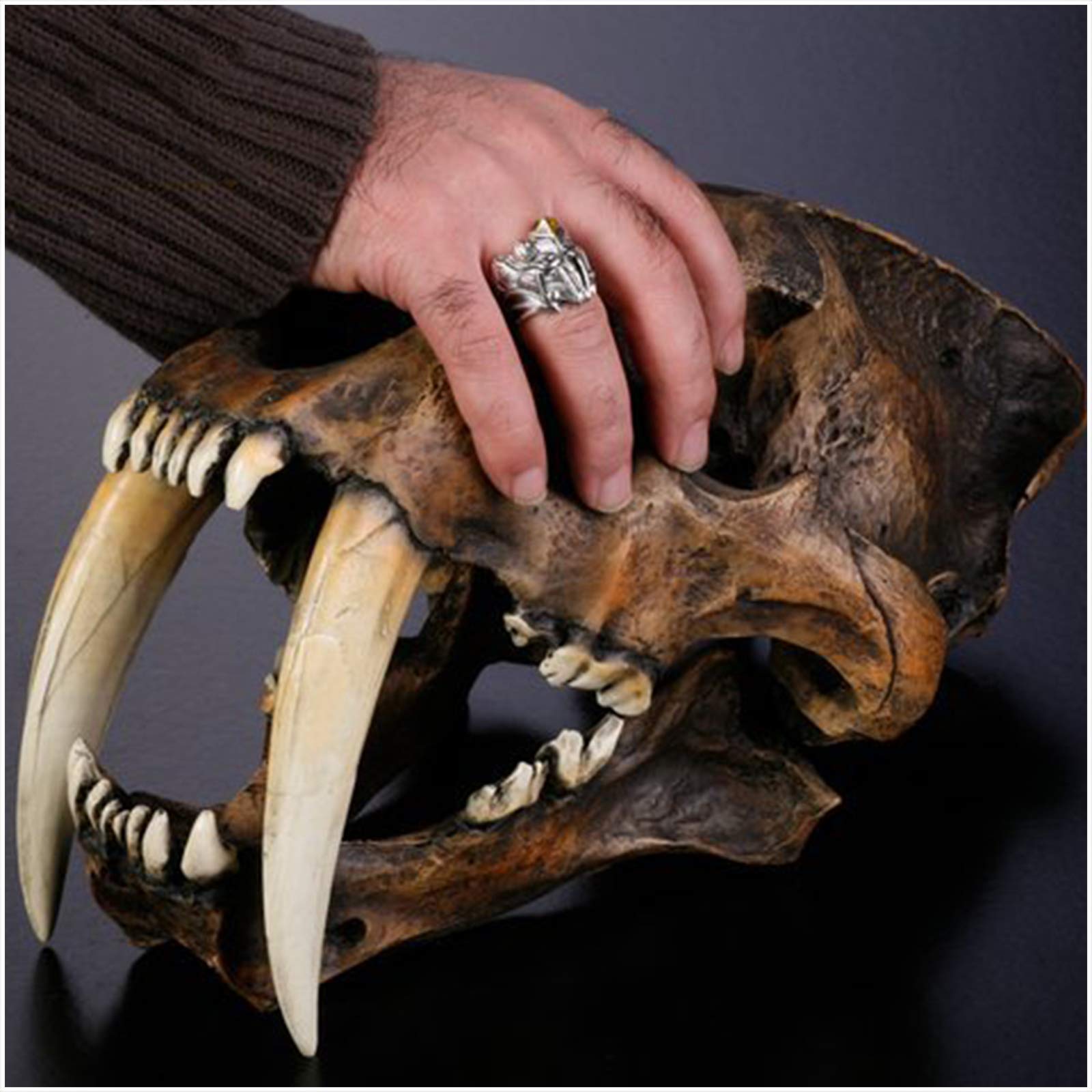 Amazon.co.jp: 動物樹脂像モデルサーベルタイガーの頭蓋骨レプリカ