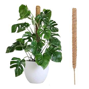 Amazon | ヘゴ支柱 つ観葉植物 支柱 園芸 モスポール モンステラ