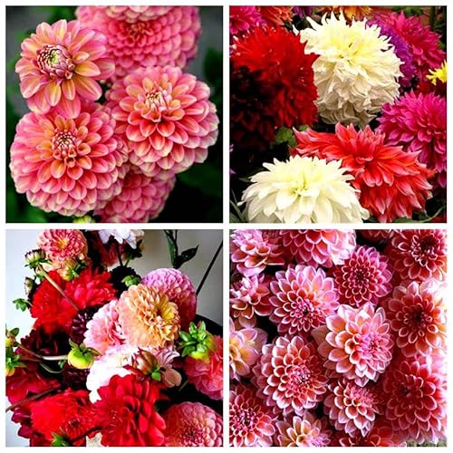 Dalia fiore reciso bulbo raro,perenne-10 Bulbis,A