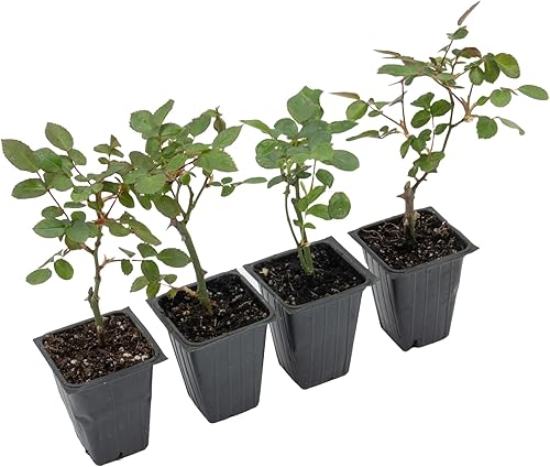 Miniatura 6 de 4 rosas 'Flower Carpet Red', plantas vivas - Rosa x 'Noare' - Rosa resistente para cubrir el suelo en cubos de vivero de 2.5 pulgadas - Prolífico