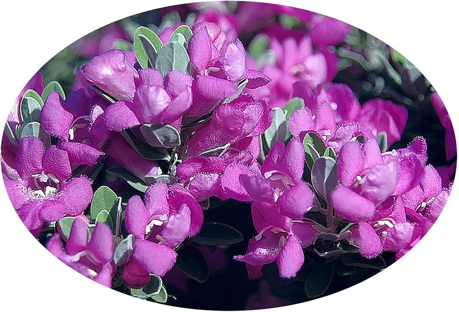 Texas Sage Silver Leaf - Leucophyllum frutescens - Live Plant - Showy Purple Flower - Emerald Goddess Gardens - Starter Sz 4 Inch Pot