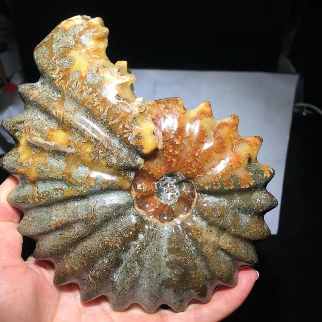 アンモナイト縫合線オパール化石標本