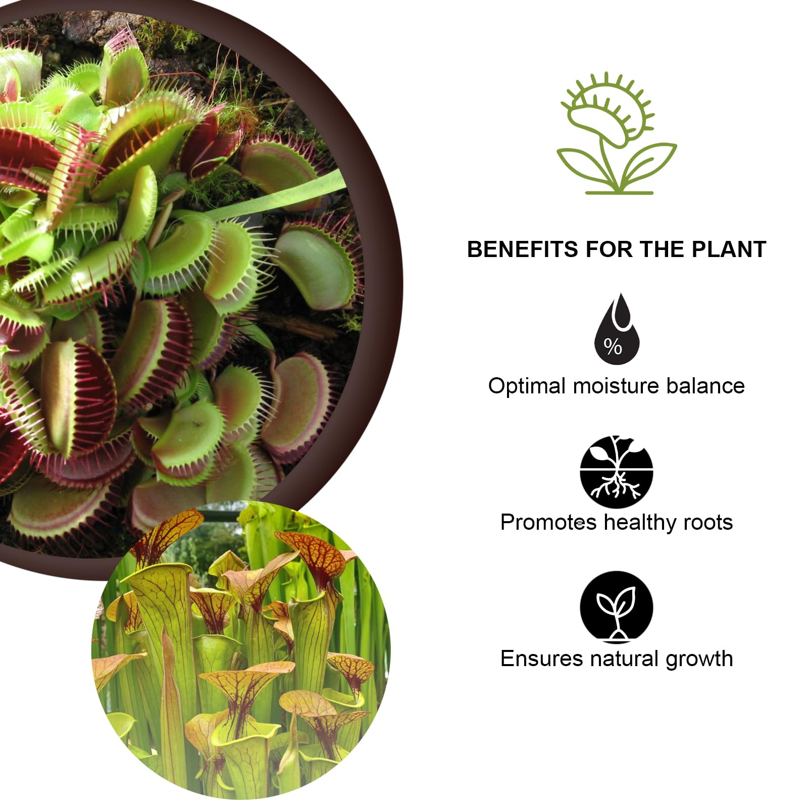 Ziemia doniczkowa dla roślin mięsożernych: Drosera, Sarracenia, Nephenthes. Profesjonalna jakość. Organiczny, 2 litry.