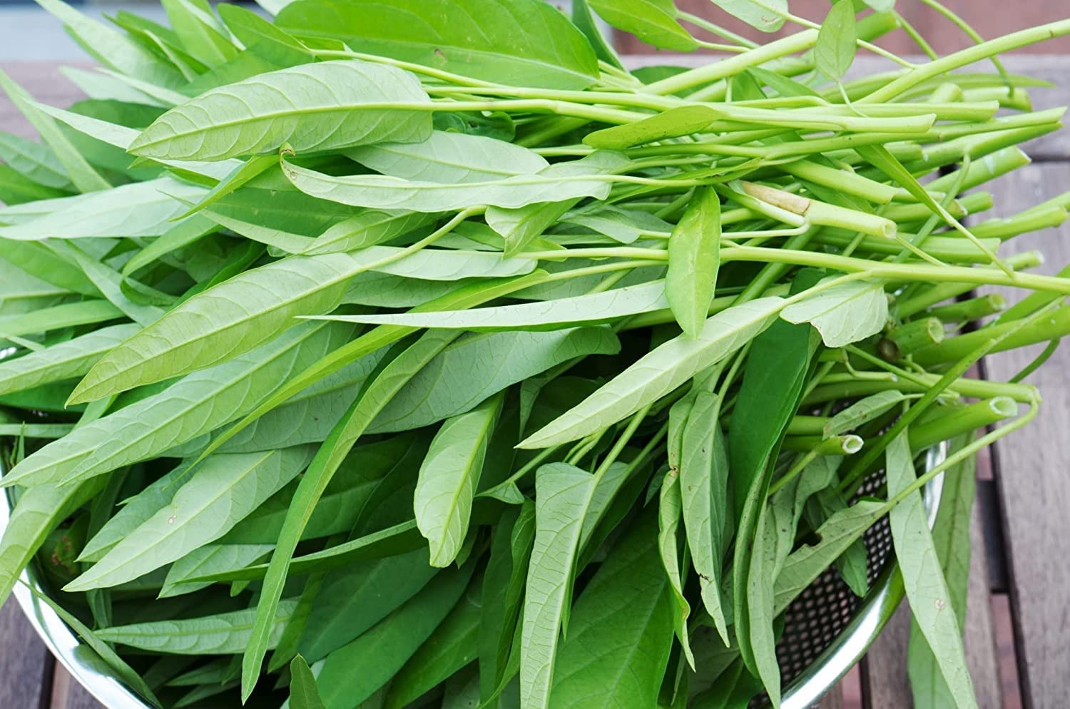 Seed Wala Water Spinach Thai Kangkong Spinach Nari pack of 100+ seeds | organic Seeds (B09WRP1FN2) Amazon Price History, Amazon Price Tracker