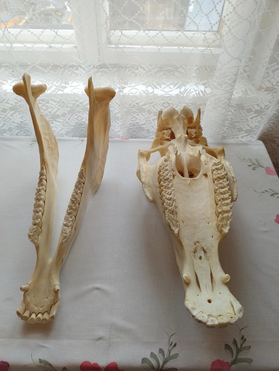 Teschio di cavallo, denti completi, tassidermia, anatomia, ricerca scientifica