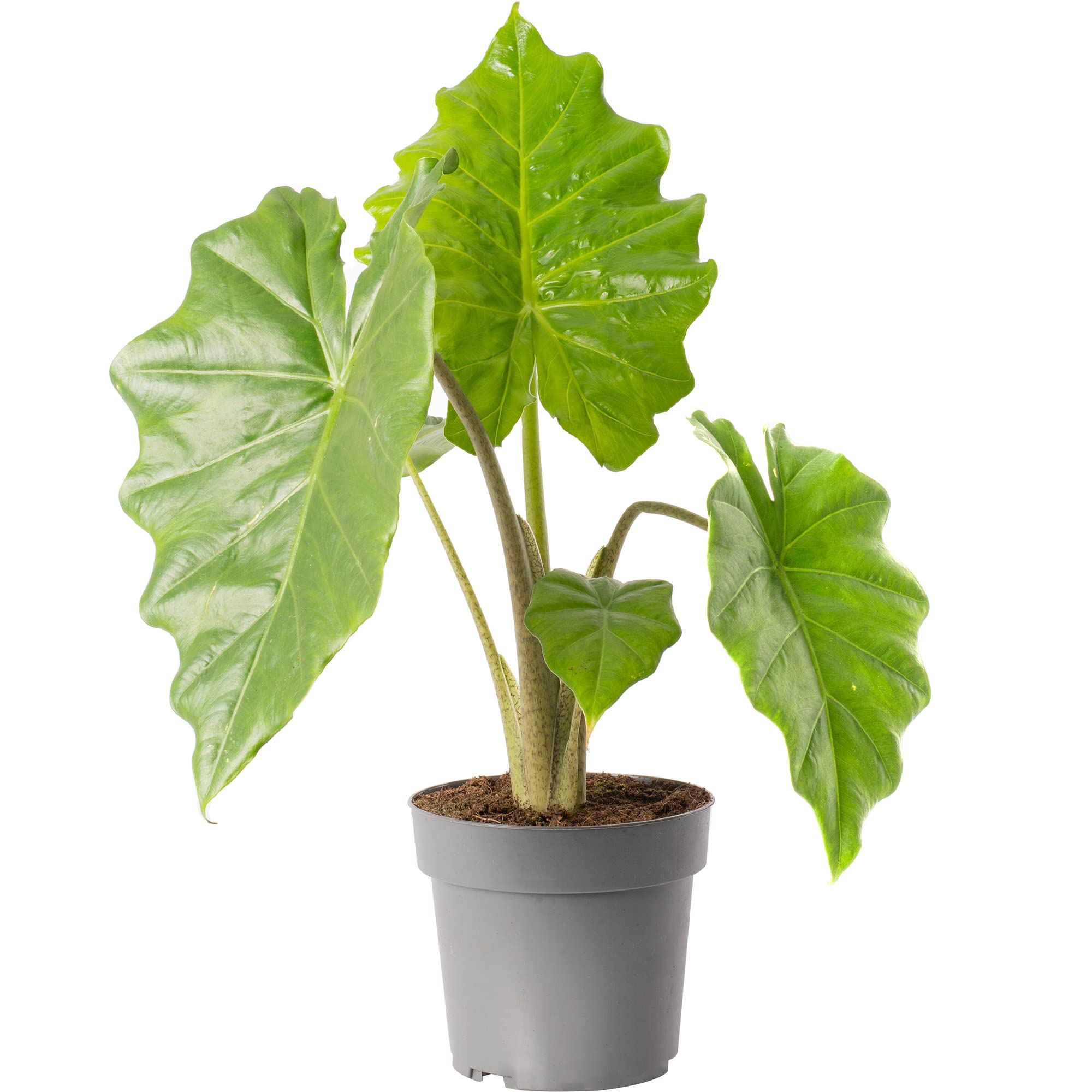 Alocasia Portodora Large Indoor Exotic House Plant Real Evergreen Tall Plants (60-70cm (Incl. Pot))
