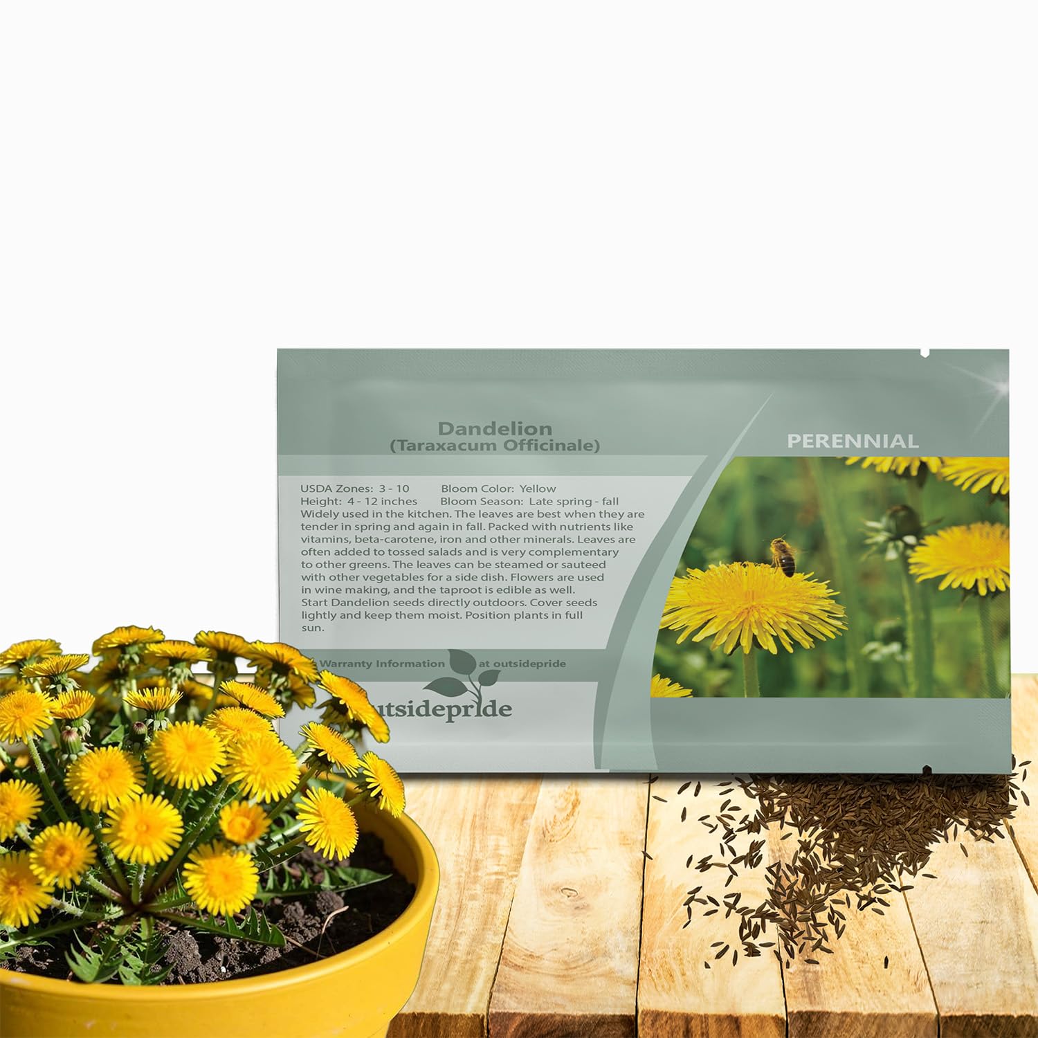Outsidepride Dandelion Seeds for Planting - 5,000 Seeds Perennial, Easy to Grow & Drought Tolerant, Taraxacum Officinale Herb Seeds with Yellow Blooms for Edible Landscaping & Wildlife Attraction