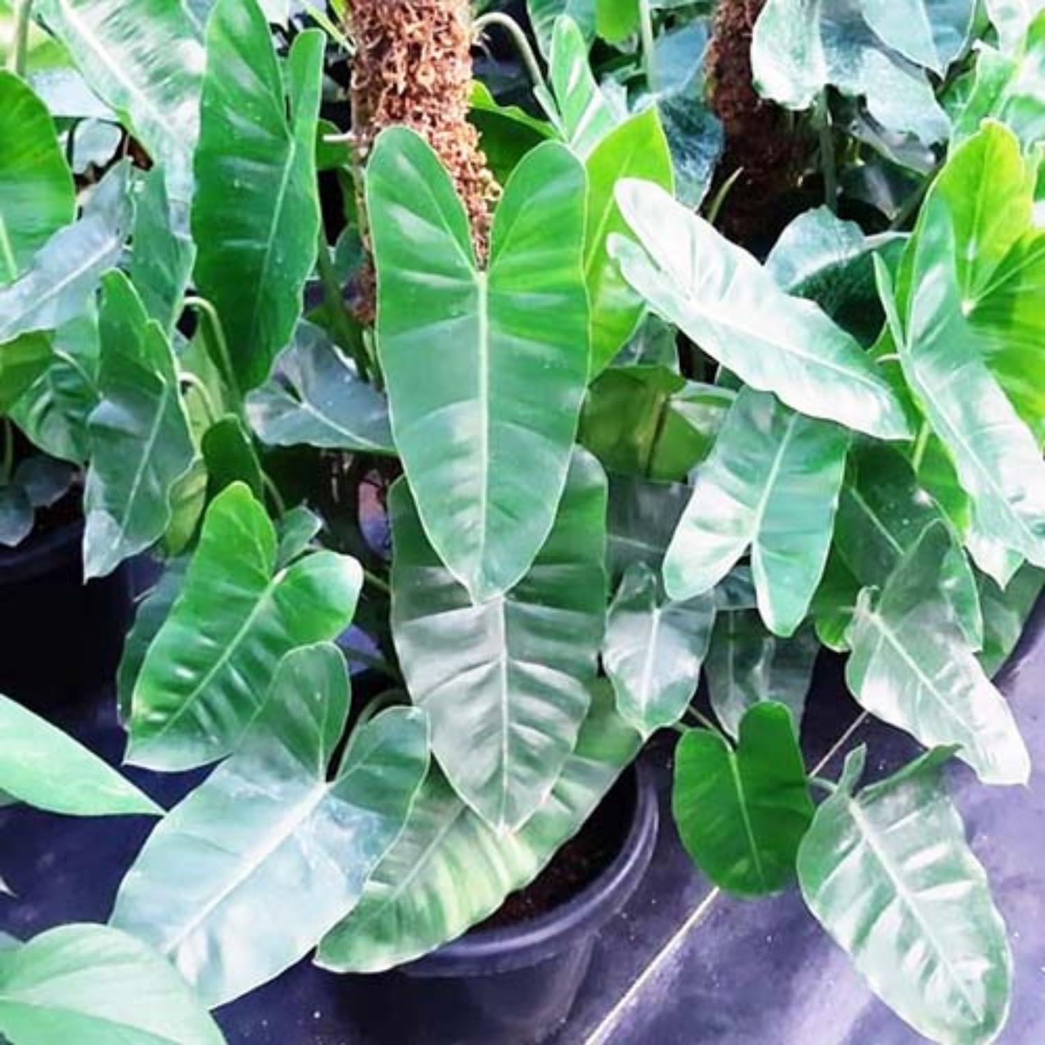 Hug A Plant | Kerala Hybrid Philodendron (Philodendron Bipinnatifidum) Ornamental/Creeper Live Plant (Home & Garden) (B0CJTXFQHG) Amazon Price History, Amazon Price Tracker