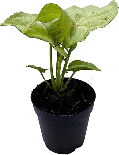 BubbleBlooms Confeti Syngonium, en una maceta de 2 pulgadas Mini Pixie