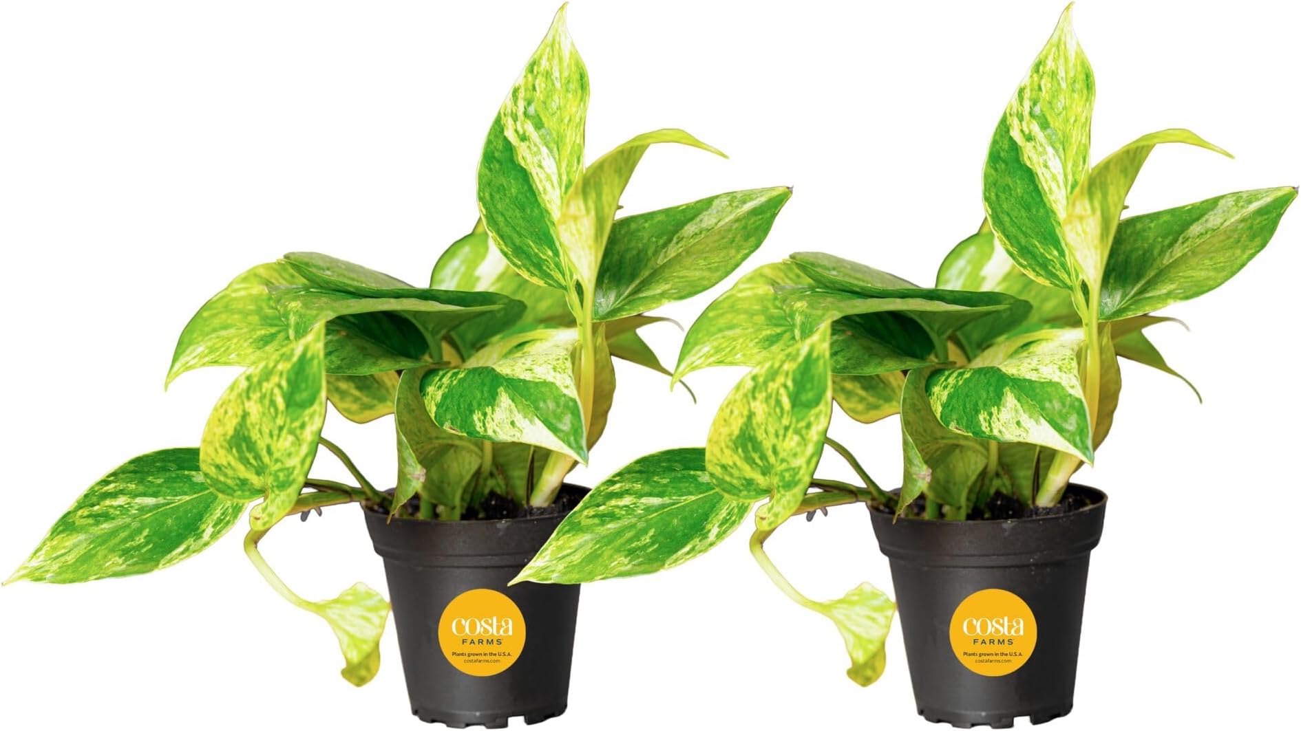 Costa Farms Pothos Live Plants, Devil's Ivy in Plastic Pots, Easy to Maintain, Air Purifying Indoor Houseplants, Room or Office Decor, House Warming or Birthday Gift, 8-12 Inches Tall, Pack of 2