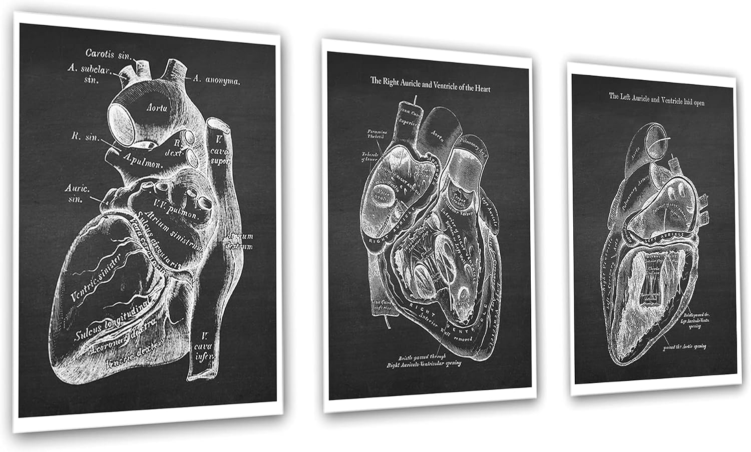 Gnosis Picture Archive Heart Anatomy Art set of 3 unframed Vintage Textbook Illustrations Gift for Cardiologist