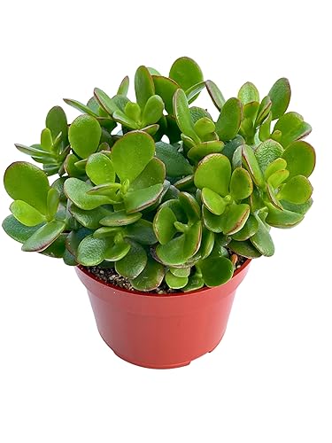 Jade Plant 4" Crassula Ovata Jade Compact Succulent Plants Live,