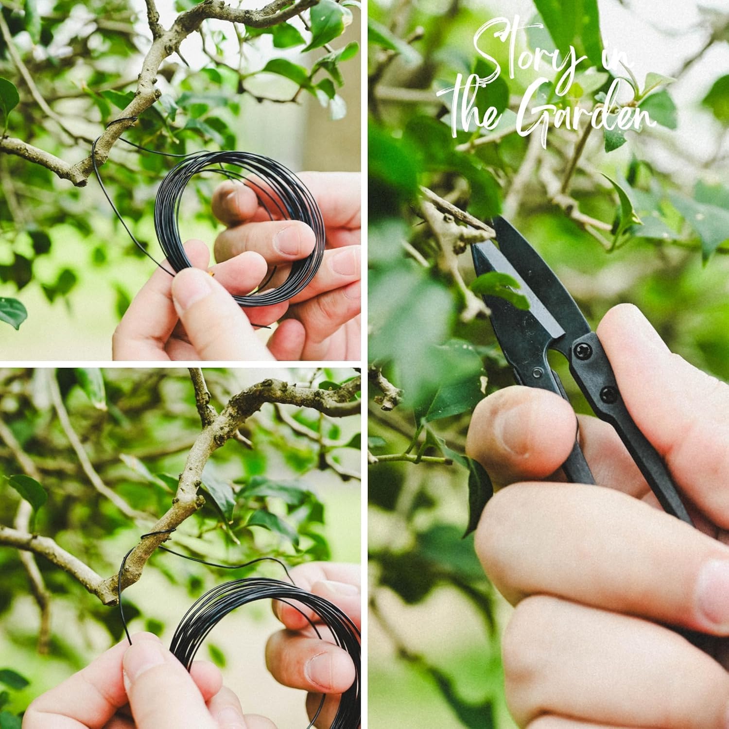 indoor plant rubber tree Rubber Plant 'Burgundy'