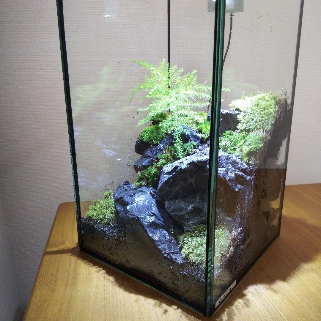 苔テラリウム完成品 苔テラリウム 苔ボトル ホソバオキナゴケ Amazon.co.jp: 苔テラリウム完成品 苔テラリウム 苔ボトル