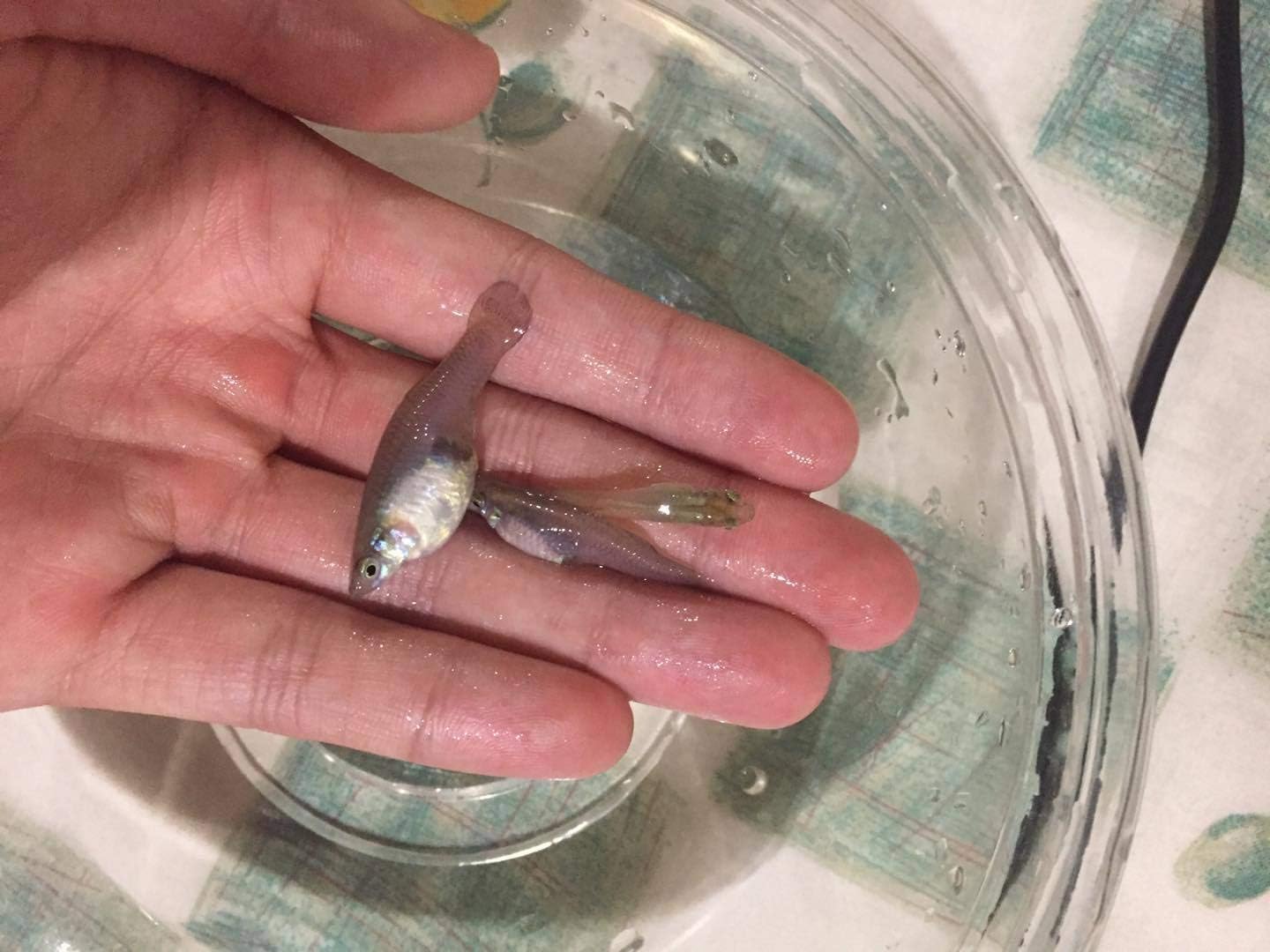 20+ Live Gambusia Mosquito Fish Aquarium Pond Feeder Fish Guppy Pet Guppies Bait (Guaranteed to Have Adult Male and Female!!)