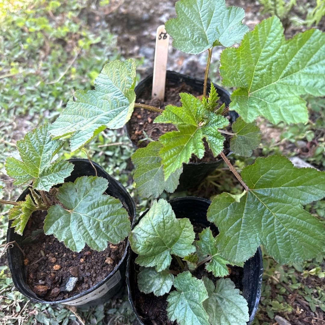 Amazon｜超大玉収穫 大実ラズベリー苗 3つ苗セット｜観葉植物