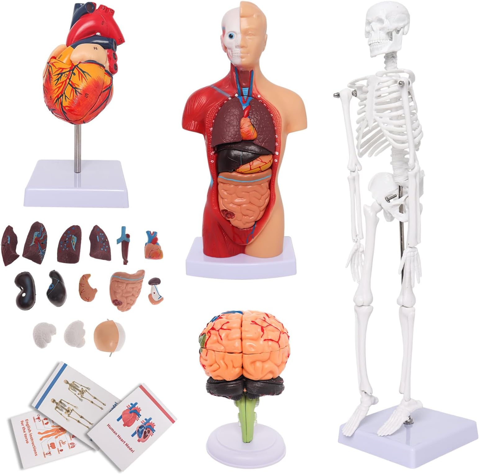 Wadoy Human Anatomy Models Bundle Set, Brain, Human Torso Body, Heart, Skeleton model, Anatomy Models for Physiology Students, Medical Teaching Models for Classroom