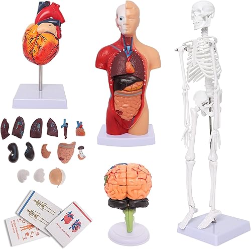 Wadoy Conjunto de modelos de anatomía humana, cerebro, cuerpo del torso humano, corazón, modelo de esqueleto, modelos de anatomía para estudiantes